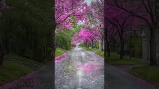 "The Stillness of a Rainy Day" #viralvideo #foryou #reels #shorts #tending #nature