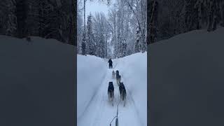 Snow pulling dogs #iceland