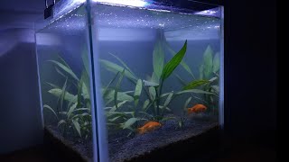 how to make gold fish planted tank without CO2 ,ferts,