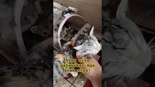 ayaw niya pahawakan mga anak niya #shorts #catlover #youtubeshorts #fyp #amazing #satisfying