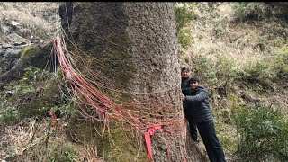 हैरान कर देगी इस पेड़ की ऊंचाई और मोटाई, नाम है राजतोष