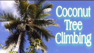 Coconut Tree Climbing