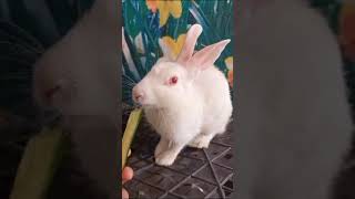 rabbit funny short #rabbitfarming #rabbitlifestyle