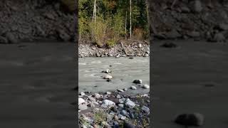 Carbon River