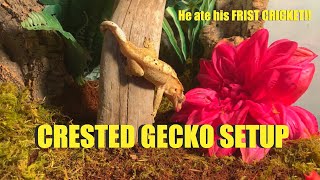 Setting up a Crested Gecko Enclosure!!