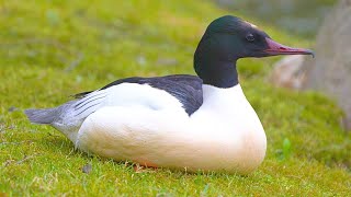 Goosander / Common Merganser Male Sitting Down [4K]