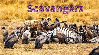 Exploring the World of Scavengers