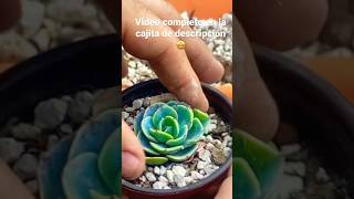 Transplante suculento! Ve mi último video 🤩🥰😍 #succulent #plant