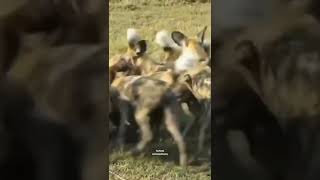 HORRORWild dogs eat live warthog#shorts #wildlife #warthog #wilddogs