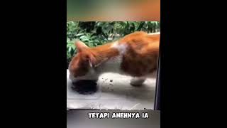 Kucing ini datang dengan tatapan sedih