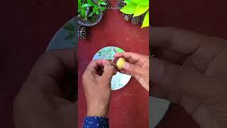 How to Propagate Avocado Seed #shorts