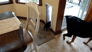 Rottweiler Puppy Learns to use the Dog Door