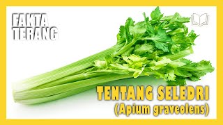 MENGENAL TANAMAN SELEDRI YANG MEMPUNYAI 3 MANFAAT SEKALIGUS, KULINER, KESEHATAN DAN KEINDAHAN