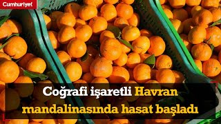 Coğrafi işaretli Havran mandalinasında hasat başladı