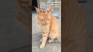 cat rat #funny #funnyvideo #viral #pageforyou #viralvideo