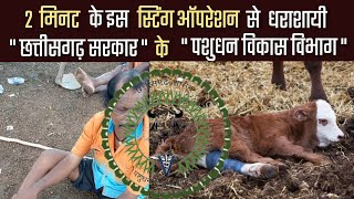 2 मिनट का स्टिंग ऑपरेशन, और पशुधन विकास विभाग धराशायी। cg brecking news