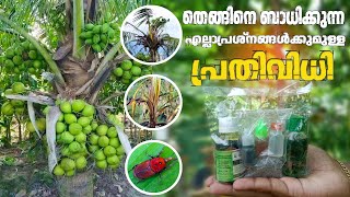 coconut tree increase tip l How to grow and fertilizer coconut tree