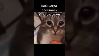 Нашараша #cat #tiktok #shorts #meme #нашараша