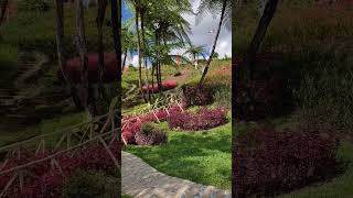 Strawberry plantation within the garden #shorts #garden #ornamentalplants #strawberry