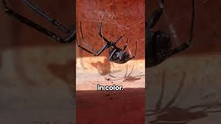 Fast Facts: Black Widow Spider