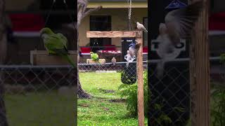 Green Parrots - Video 1 #shorts