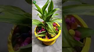 lucky bamboo || good luck plant || indoor plant