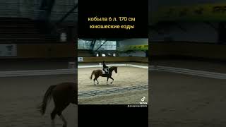 кобыла 6 лет 170 см "юношеские езды" #dressagehorse #horsesale #продажалошадей #конныйрынок