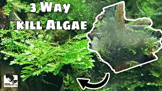 Top 3 Ways to KILL Algae