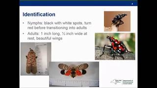 New York State Response to Spotted Lanternfly (June 2018)