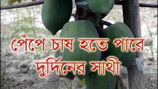 পেঁপে চাষ হতে পারে দুর্দিনের সাথী। অল্প খরচ আর স্বল্প পরিশ্রমে পেঁপে চাষ করে লাভবান বগুড়ার কৃষক