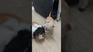 как растёт щенок чихуа🥰 #cute #pets #dog #love #funny