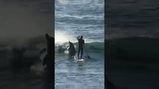 Paddle boarder gets smashed by dolphin. #shortvideo #youtubeshorts #boader #sea