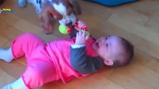 Funny Baby And Cute Dog Videos