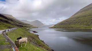 페로제도 Faroe Islands Gjógv가는 길(2024.09.08.일요일)