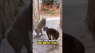 Funny Pets Actions #pets #youtubeshorts