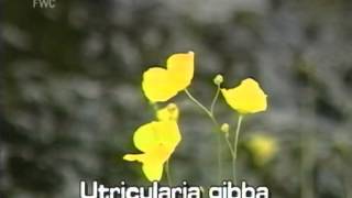 How to identify Cone spur bladderwort Utricularia gibba