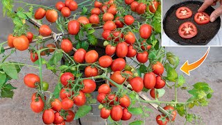 New technique of growing tomatoes in soil containers - Lots of fruit, from start to harvest