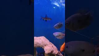 Beautiful Fishes in Aquarium #shorts #trending #viral #fish #aquarium