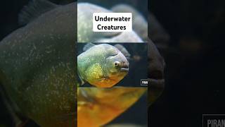 Underwater Creatures #shorts