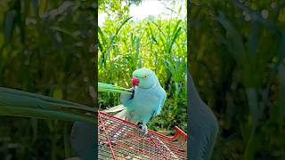 #parrottalking #cute #animals #naturalsounds #parrotchirping #parrotsinging #singingparrot