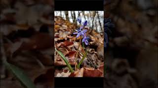 spring flowers. wild life plant's #music #love #anotherlove #art #song #flower #flowers #nature