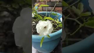 A beautiful White Miniature Rose Plant