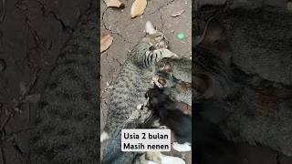 Ibu sayang anak #cat #sayangkucing #catlover