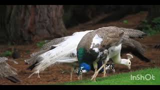 BEAUTIFUL WHITE PEACOCK DANCE 🦚|| BLUE AND WHITE PIED PEACOCK || PEACOCK NATURAL  SWEET SOUND