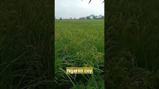 Ngeri Coy....