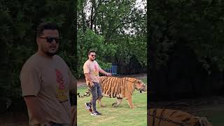 Big Bengal Tiger Loves to Walk in Chain | Nouman Hassan