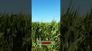 2 hours of pleasant natural sounds - wheat field.