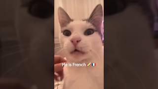 French cat  #capcut #foryou #viral #tiktok #youtubeshorts #music #animals #cat