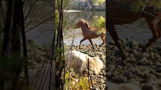 Wild Horses by the River #horsevideo #amazinghorse #wildanimal #majestichorses #asmrsounds