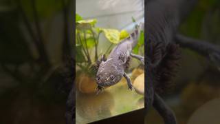 Squishy eating a 🪱 #axolotl #viral #trending #aquaticpets